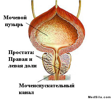 анатомия простаты